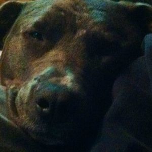 Meet your Posher, Pat